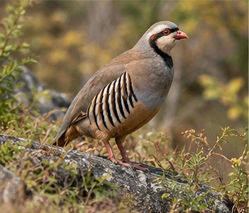 Chukar partridge